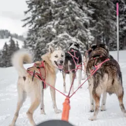 20220106 Sparenmoos Hundeschlitten Winter (6)