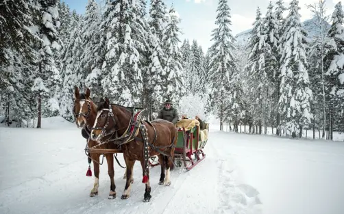 GST WINTER KUTSCHE EXTRA PRINT 5